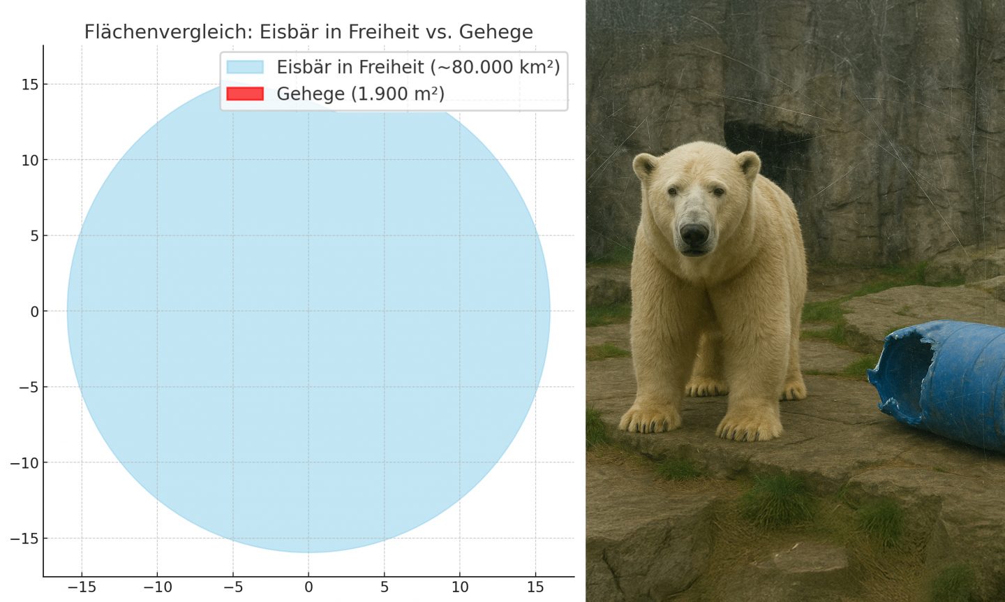 Eisbären: Artenschutz in Zoo?