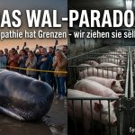 Das Wal-Paradox – Warum uns ein Wal berührt, aber das Schnitzel nicht jedesleben-das-wal-paradox-warum-uns-ein-wal-beruehrt-aber-das-schnitzel-nicht